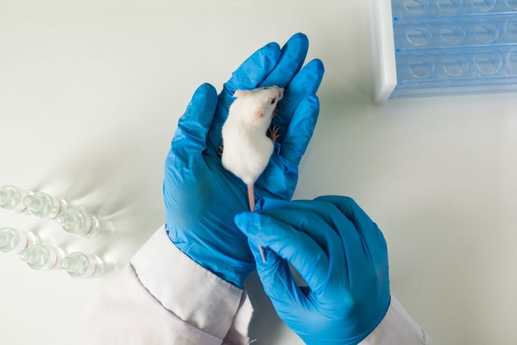 Rat sitting in the palm of a gloved hand