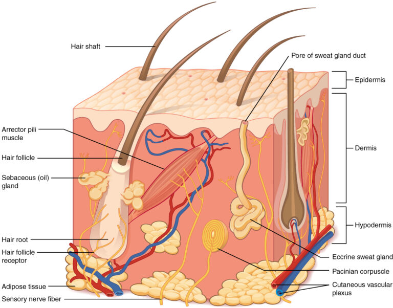 Close-up and exploded view of the skin.